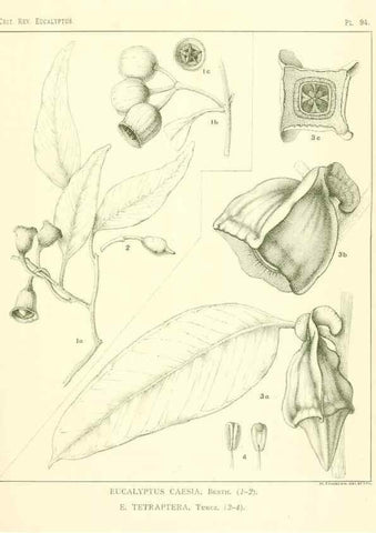 Reproducción/Reproduction 46977730762: A critical revision of the genus Eucalyptus,. Sydney,Gullick,1903-33.. 