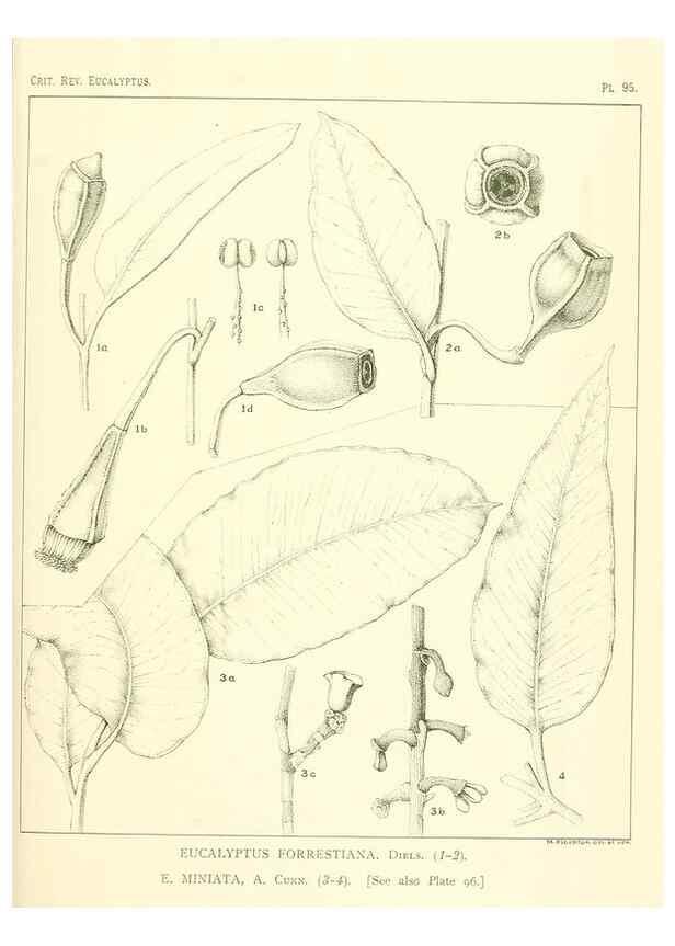 Reproducción/Reproduction 46977731562: A critical revision of the genus Eucalyptus,. Sydney,Gullick,1903-33.. 
