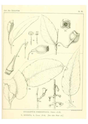 Reproducción/Reproduction 46977731562: A critical revision of the genus Eucalyptus,. Sydney,Gullick,1903-33.. 