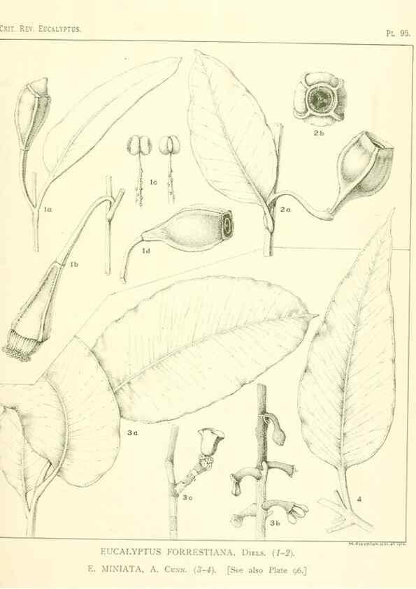 Reproducción/Reproduction 46977731562: A critical revision of the genus Eucalyptus,. Sydney,Gullick,1903-33.. 