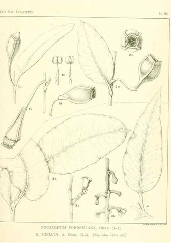 Reproducción/Reproduction 46977731562: A critical revision of the genus Eucalyptus,. Sydney,Gullick,1903-33.. 
