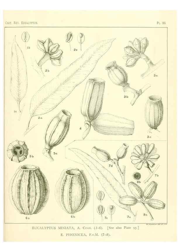Reproducción/Reproduction 32088249007: A critical revision of the genus Eucalyptus,. Sydney,Gullick,1903-33.. 