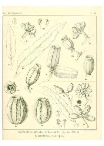 Reproducción/Reproduction 32088249007: A critical revision of the genus Eucalyptus,. Sydney,Gullick,1903-33.. 