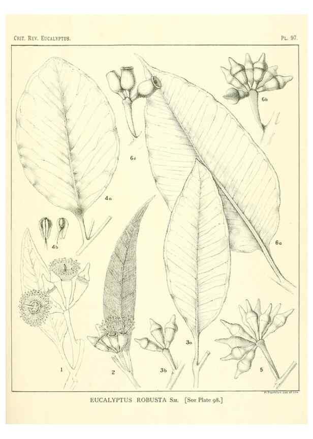 Reproducción/Reproduction 32088249857: A critical revision of the genus Eucalyptus,. Sydney,Gullick,1903-33.. 