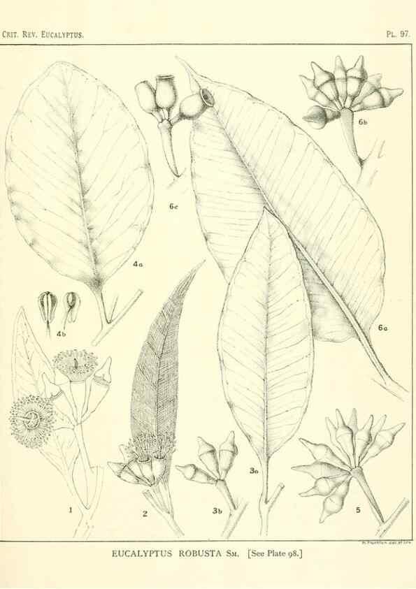 Reproducción/Reproduction 32088249857: A critical revision of the genus Eucalyptus,. Sydney,Gullick,1903-33.. 