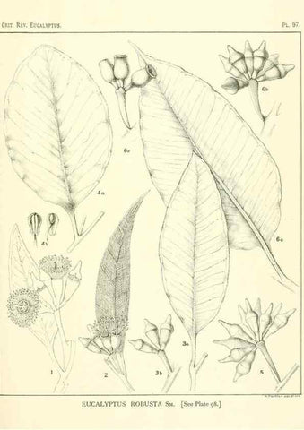Reproducción/Reproduction 32088249857: A critical revision of the genus Eucalyptus,. Sydney,Gullick,1903-33.. 