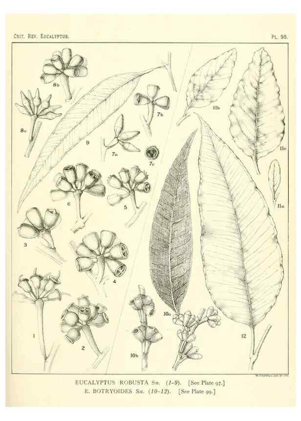Reproducción/Reproduction 46977734362: A critical revision of the genus Eucalyptus,. Sydney,Gullick,1903-33.. 