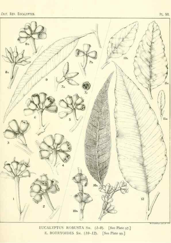Reproducción/Reproduction 46977734362: A critical revision of the genus Eucalyptus,. Sydney,Gullick,1903-33.. 