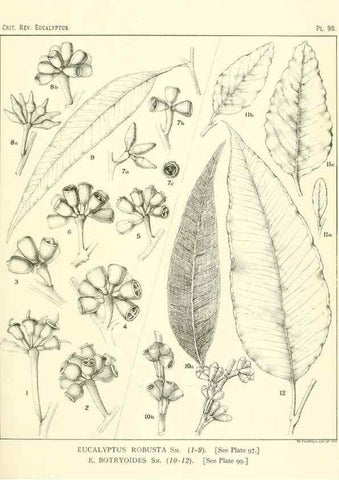 Reproducción/Reproduction 46977734362: A critical revision of the genus Eucalyptus,. Sydney,Gullick,1903-33.. 