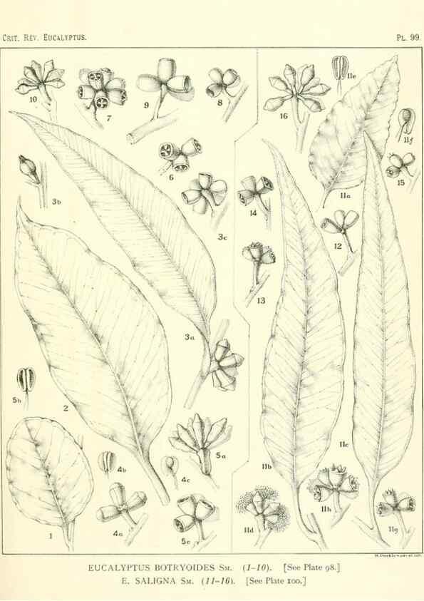 Reproducción/Reproduction 46305756824: A critical revision of the genus Eucalyptus,. Sydney,Gullick,1903-33.. 