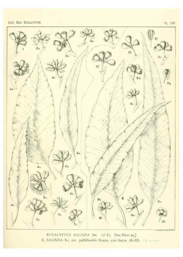 Reproducción/Reproduction 40064964823: A critical revision of the genus Eucalyptus,. Sydney,Gullick,1903-33.. 