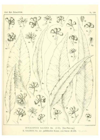 Reproducción/Reproduction 40064964823: A critical revision of the genus Eucalyptus,. Sydney,Gullick,1903-33.. 