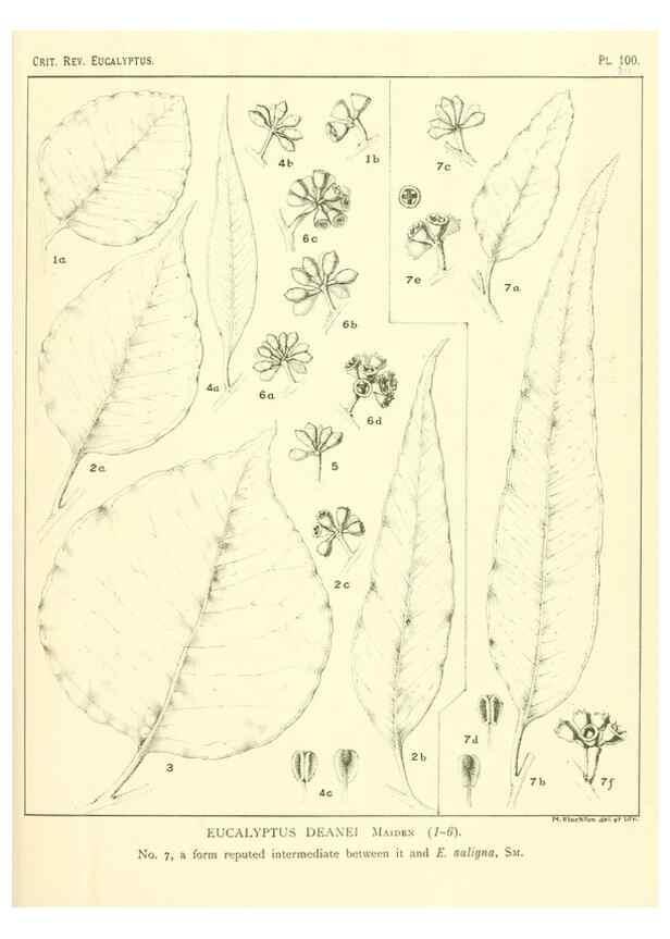 Reproducción/Reproduction 46977737062: A critical revision of the genus Eucalyptus,. Sydney,Gullick,1903-33.. 