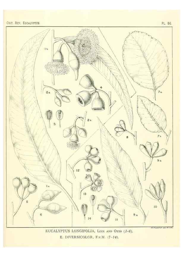 Reproducción/Reproduction 47029382111: A critical revision of the genus Eucalyptus,. Sydney,Gullick,1903-33.. 