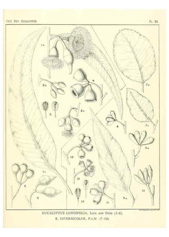 Reproducción/Reproduction 47029382111: A critical revision of the genus Eucalyptus,. Sydney,Gullick,1903-33.. 