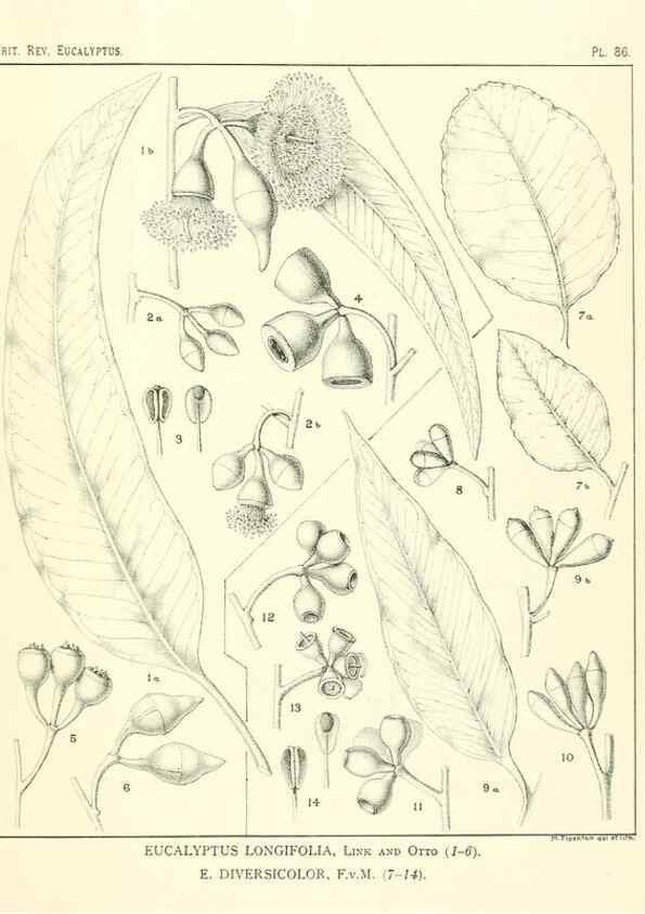 Reproducción/Reproduction 47029382111: A critical revision of the genus Eucalyptus,. Sydney,Gullick,1903-33.. 