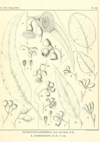 Reproducción/Reproduction 47029382111: A critical revision of the genus Eucalyptus,. Sydney,Gullick,1903-33.. 