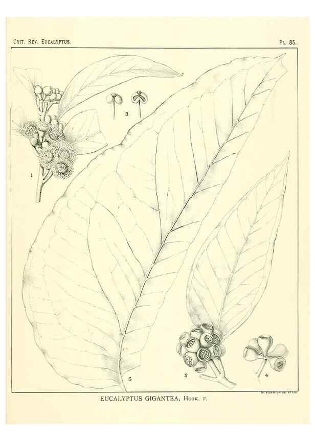 Reproducción/Reproduction 46305486634: A critical revision of the genus Eucalyptus,. Sydney,Gullick,1903-33.. 