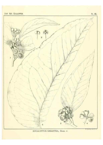Reproducción/Reproduction 46305486634: A critical revision of the genus Eucalyptus,. Sydney,Gullick,1903-33.. 