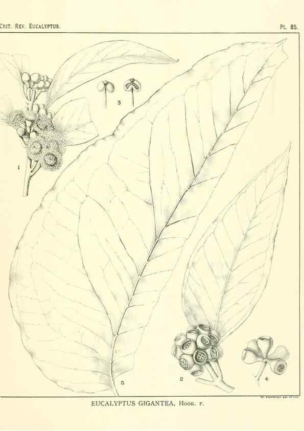 Reproducción/Reproduction 46305486634: A critical revision of the genus Eucalyptus,. Sydney,Gullick,1903-33.. 