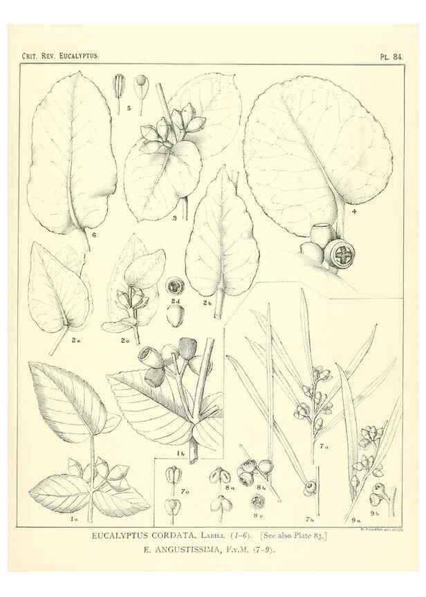Reproducción/Reproduction 46115826945: A critical revision of the genus Eucalyptus,. Sydney,Gullick,1903-33.. 
