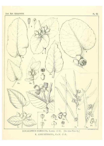 Reproducción/Reproduction 46115826945: A critical revision of the genus Eucalyptus,. Sydney,Gullick,1903-33.. 