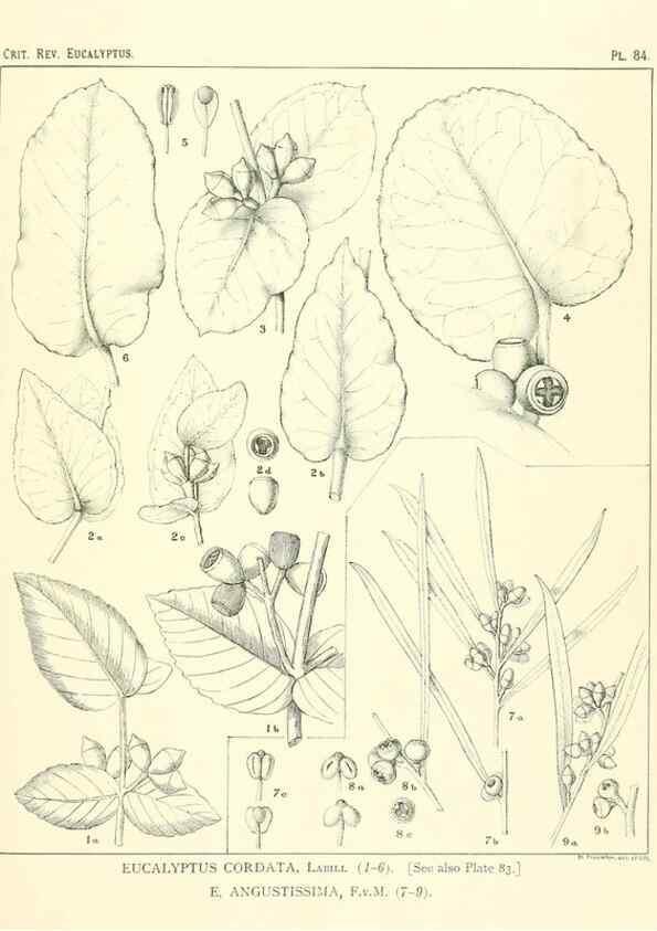Reproducción/Reproduction 46115826945: A critical revision of the genus Eucalyptus,. Sydney,Gullick,1903-33.. 