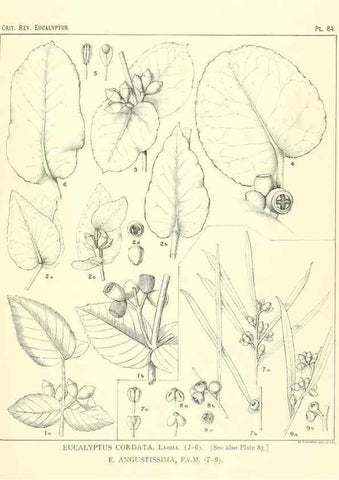 Reproducción/Reproduction 46115826945: A critical revision of the genus Eucalyptus,. Sydney,Gullick,1903-33.. 