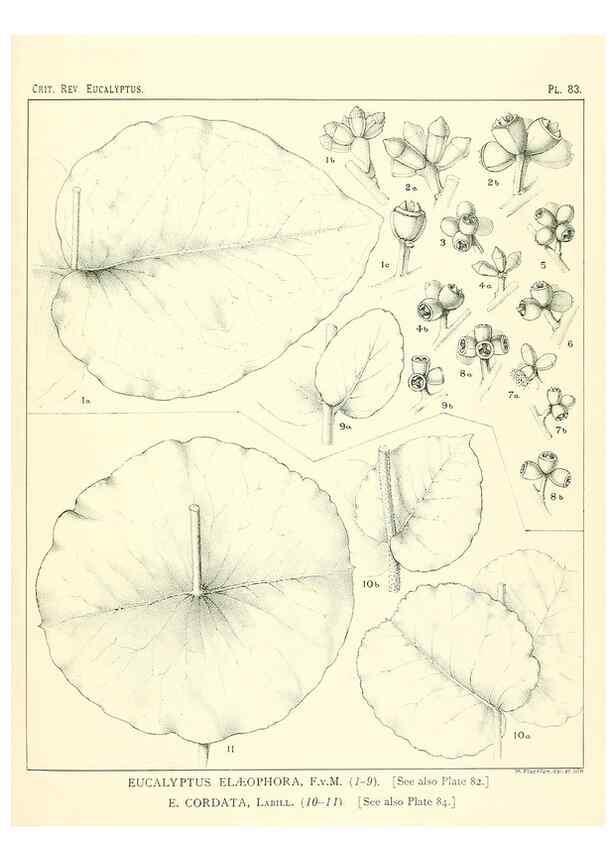 Reproducción/Reproduction 46305484954: A critical revision of the genus Eucalyptus,. Sydney,Gullick,1903-33.. 