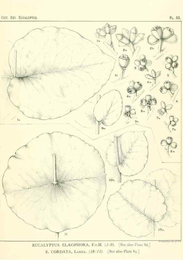 Reproducción/Reproduction 46305484954: A critical revision of the genus Eucalyptus,. Sydney,Gullick,1903-33.. 