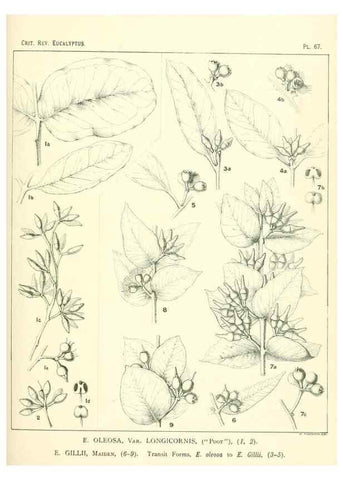 Reproducción/Reproduction 46305454664: A critical revision of the genus Eucalyptus,. Sydney,Gullick,1903-33.. 
