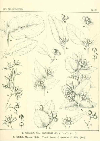Reproducción/Reproduction 46305454664: A critical revision of the genus Eucalyptus,. Sydney,Gullick,1903-33.. 