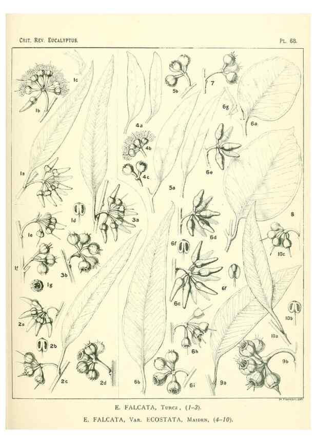 Reproducción/Reproduction 32087953187: A critical revision of the genus Eucalyptus,. Sydney,Gullick,1903-33.. 