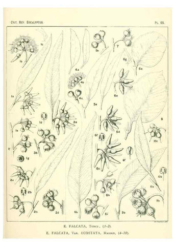 Reproducción/Reproduction 32087953187: A critical revision of the genus Eucalyptus,. Sydney,Gullick,1903-33.. 