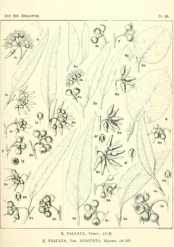 Reproducción/Reproduction 32087953187: A critical revision of the genus Eucalyptus,. Sydney,Gullick,1903-33.. 