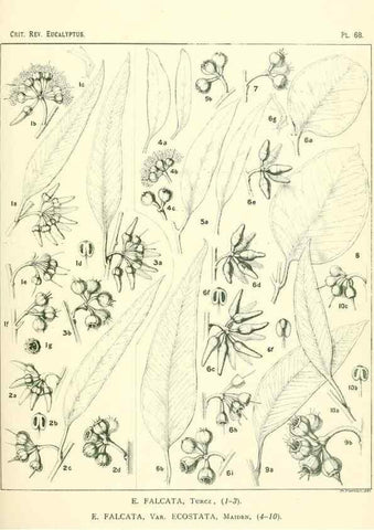 Reproducción/Reproduction 32087953187: A critical revision of the genus Eucalyptus,. Sydney,Gullick,1903-33.. 