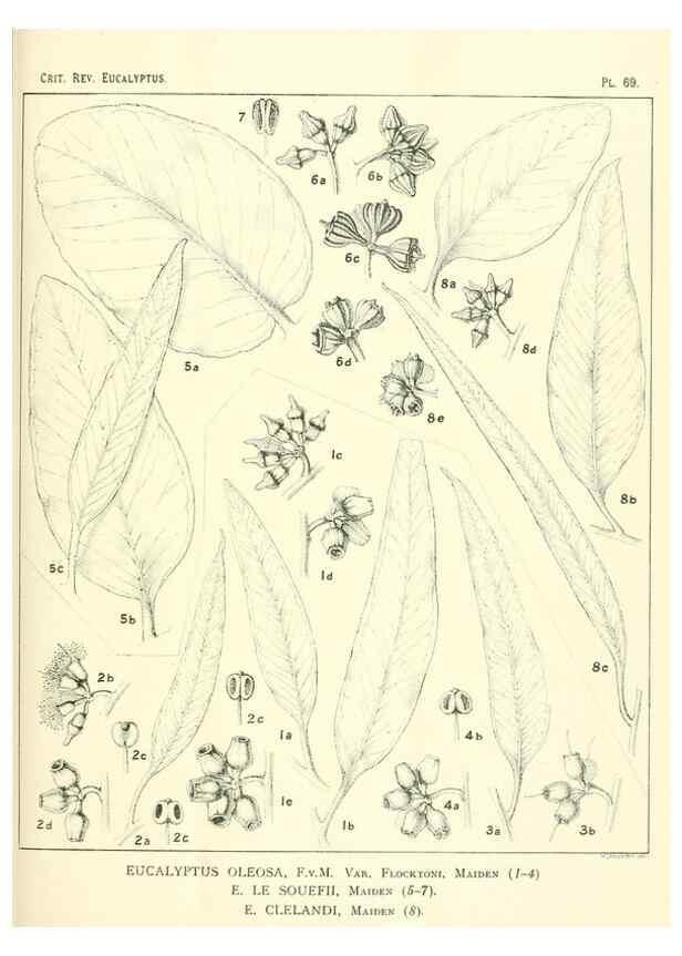 Reproducción/Reproduction 46977444232: A critical revision of the genus Eucalyptus,. Sydney,Gullick,1903-33.. 