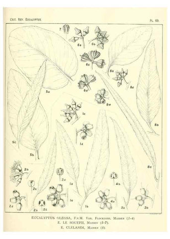 Reproducción/Reproduction 46977444232: A critical revision of the genus Eucalyptus,. Sydney,Gullick,1903-33.. 