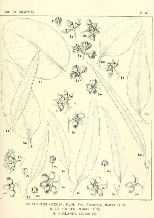 Reproducción/Reproduction 46977444232: A critical revision of the genus Eucalyptus,. Sydney,Gullick,1903-33.. 