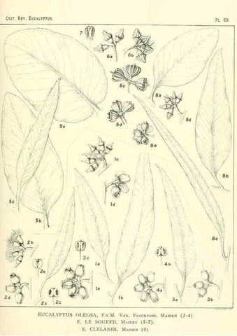 Reproducción/Reproduction 46977444232: A critical revision of the genus Eucalyptus,. Sydney,Gullick,1903-33.. 