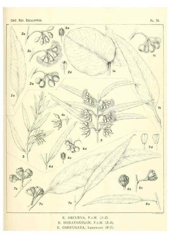Reproducción/Reproduction 33154244988: A critical revision of the genus Eucalyptus,. Sydney,Gullick,1903-33.. 