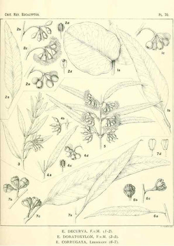 Reproducción/Reproduction 33154244988: A critical revision of the genus Eucalyptus,. Sydney,Gullick,1903-33.. 