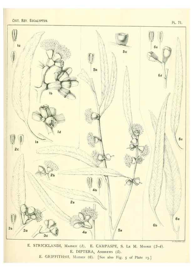 Reproducción/Reproduction 47029355241: A critical revision of the genus Eucalyptus,. Sydney,Gullick,1903-33.. 