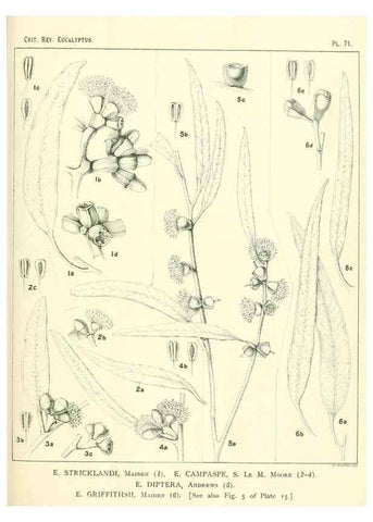 Reproducción/Reproduction 47029355241: A critical revision of the genus Eucalyptus,. Sydney,Gullick,1903-33.. 