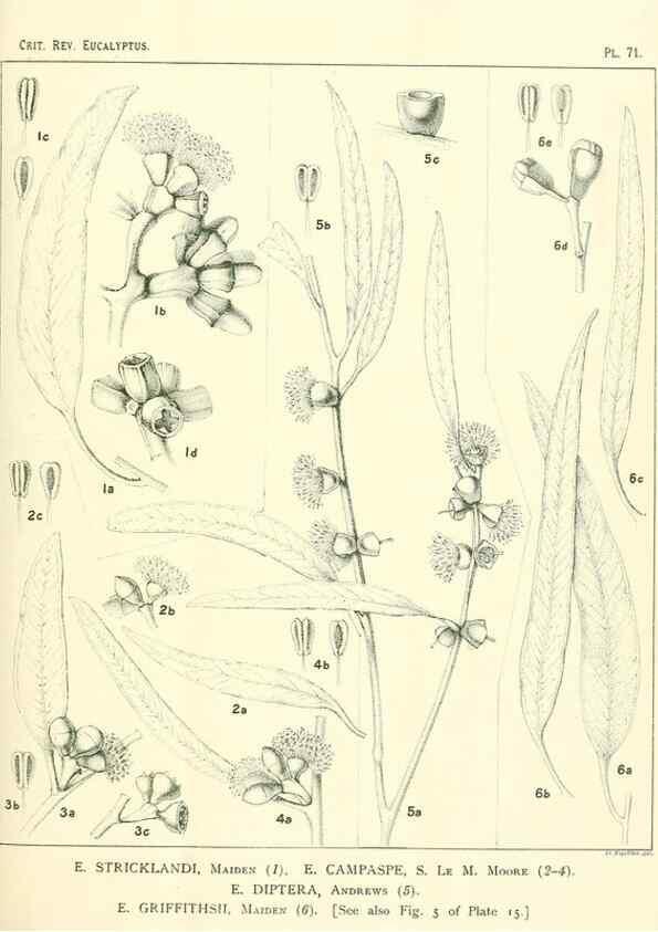 Reproducción/Reproduction 47029355241: A critical revision of the genus Eucalyptus,. Sydney,Gullick,1903-33.. 