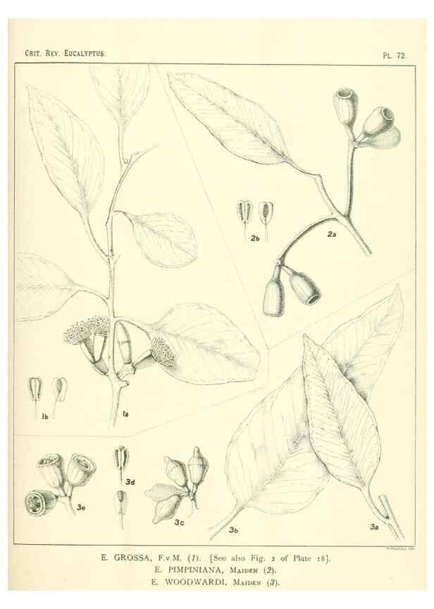 Reproducción/Reproduction 32087972107: A critical revision of the genus Eucalyptus,. Sydney,Gullick,1903-33.. 