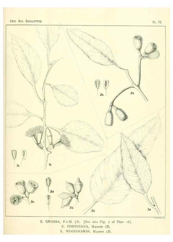 Reproducción/Reproduction 32087972107: A critical revision of the genus Eucalyptus,. Sydney,Gullick,1903-33.. 
