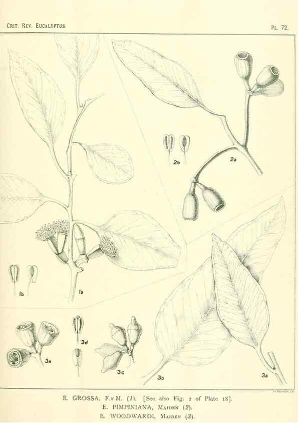 Reproducción/Reproduction 32087972107: A critical revision of the genus Eucalyptus,. Sydney,Gullick,1903-33.. 