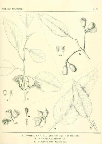 Reproducción/Reproduction 32087972107: A critical revision of the genus Eucalyptus,. Sydney,Gullick,1903-33.. 