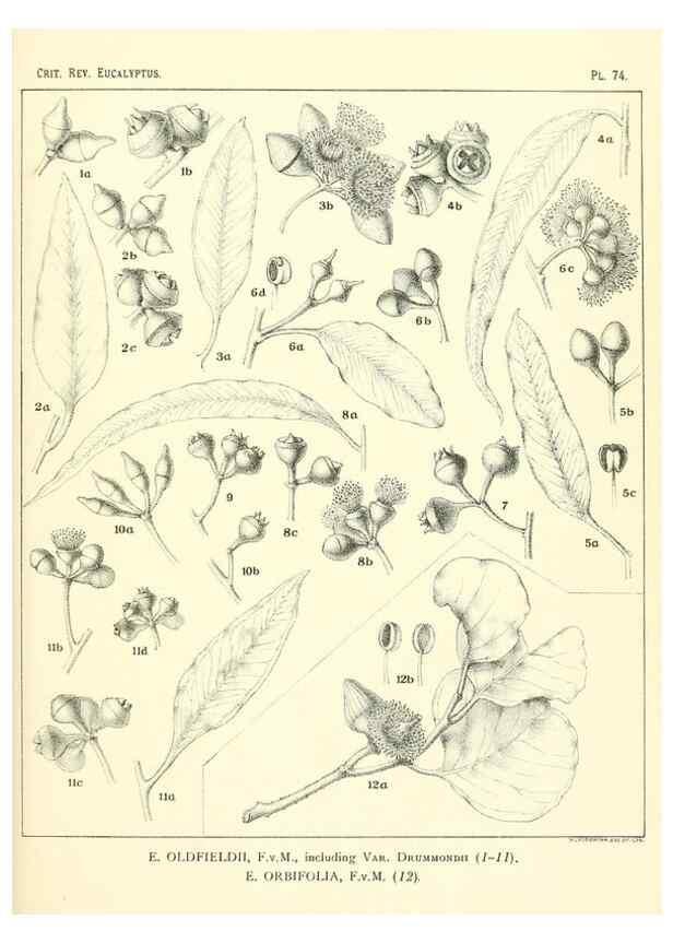 Reproducción/Reproduction 46977458172: A critical revision of the genus Eucalyptus,. Sydney,Gullick,1903-33.. 